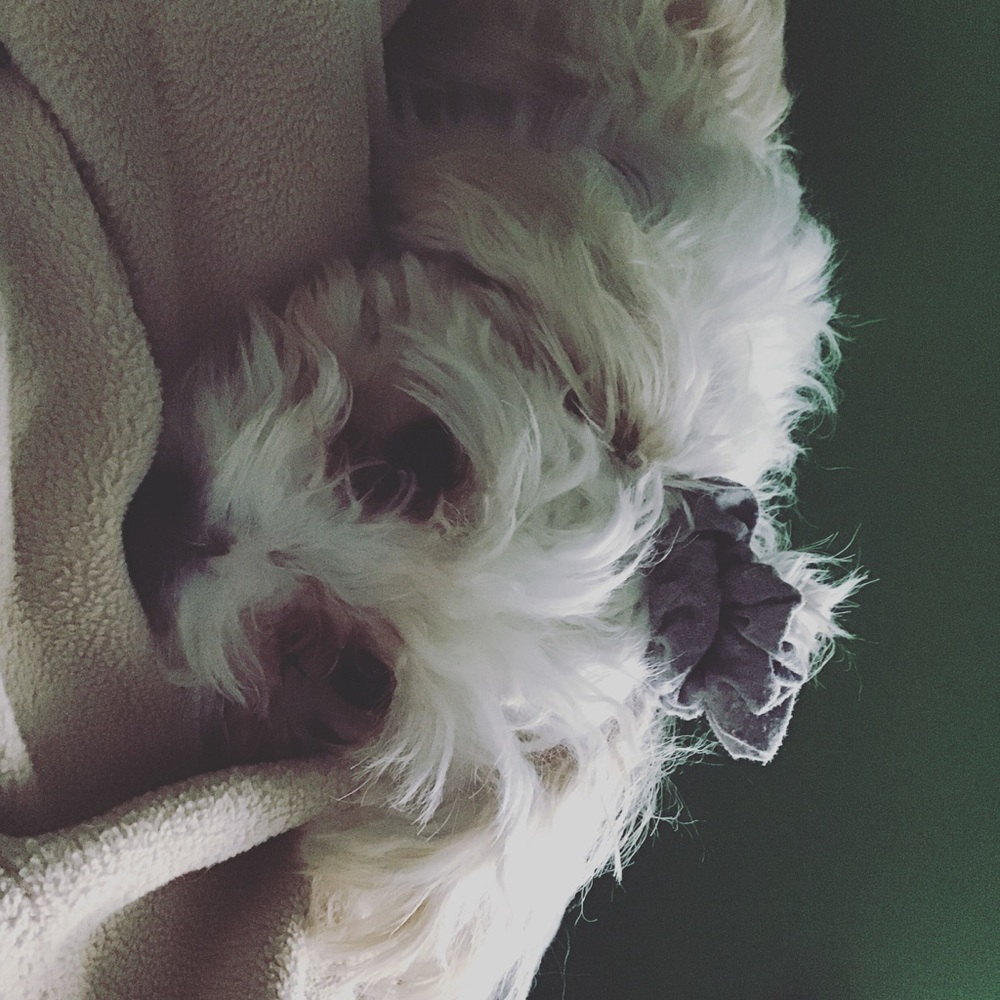 Meet your Posher, Dani